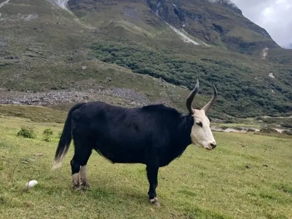 Sacred Legend of Langtang Valley