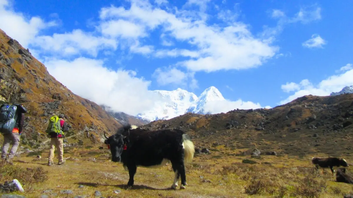 Kanchenjunga Trek