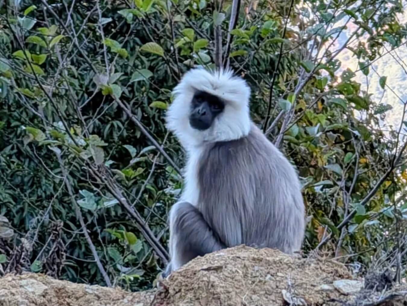 Langoor Monkey