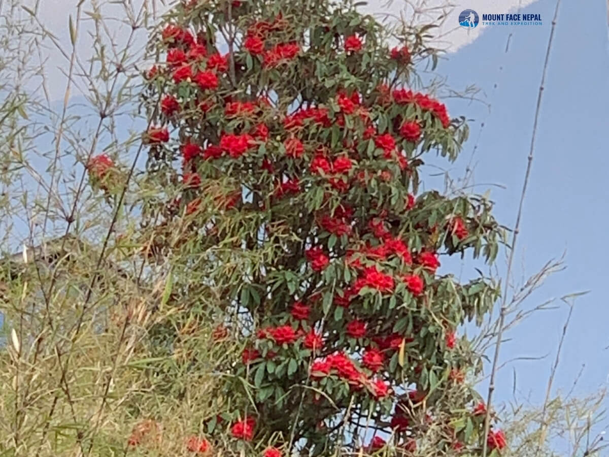Rhododendron Flower 