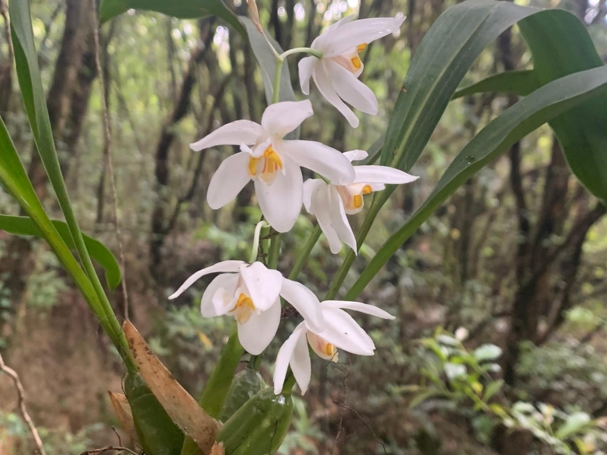 Chisapani Nagarkot Hiking 
