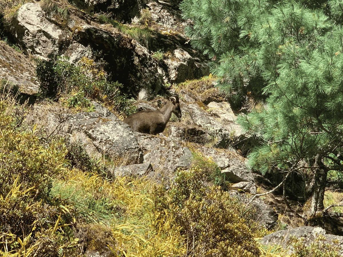EBC with Chola Pass Trek