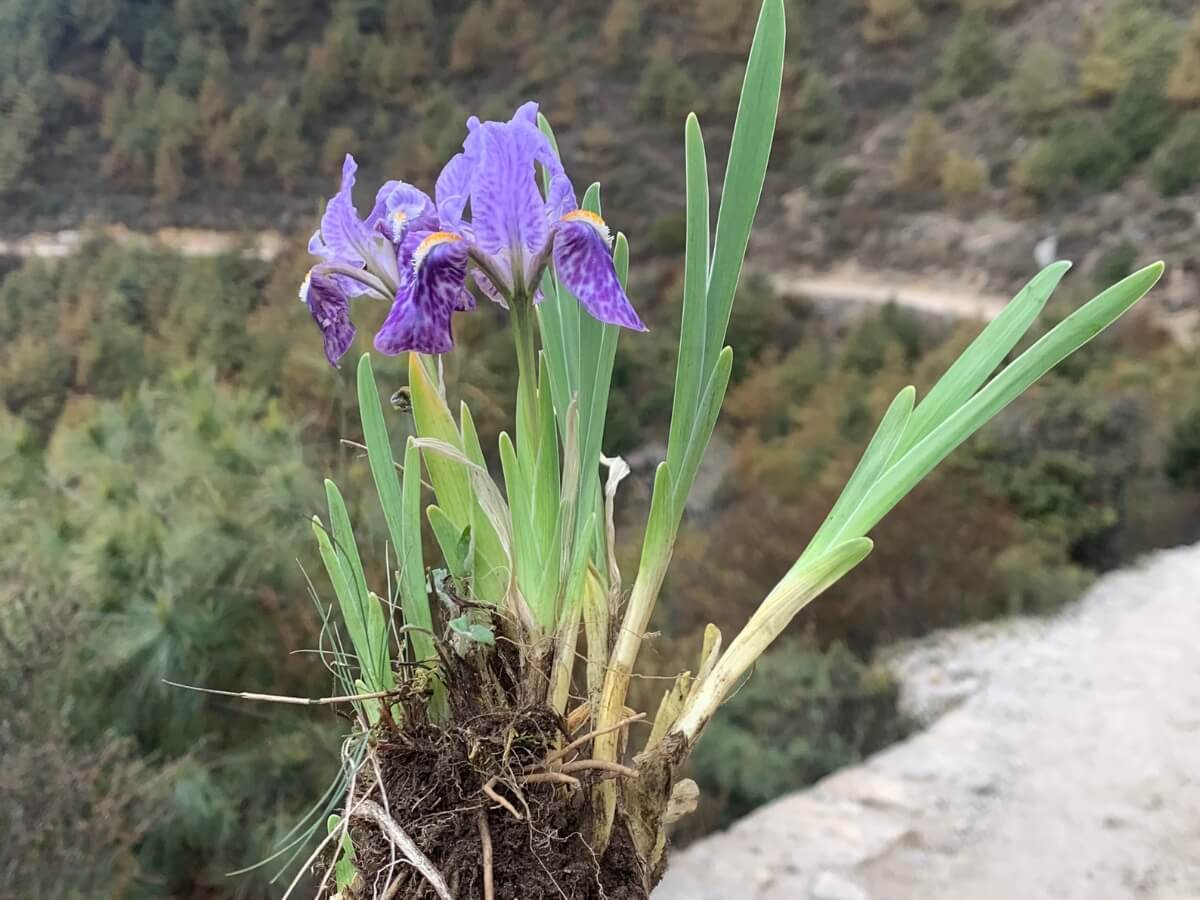 ebc-trek-in-khumbu