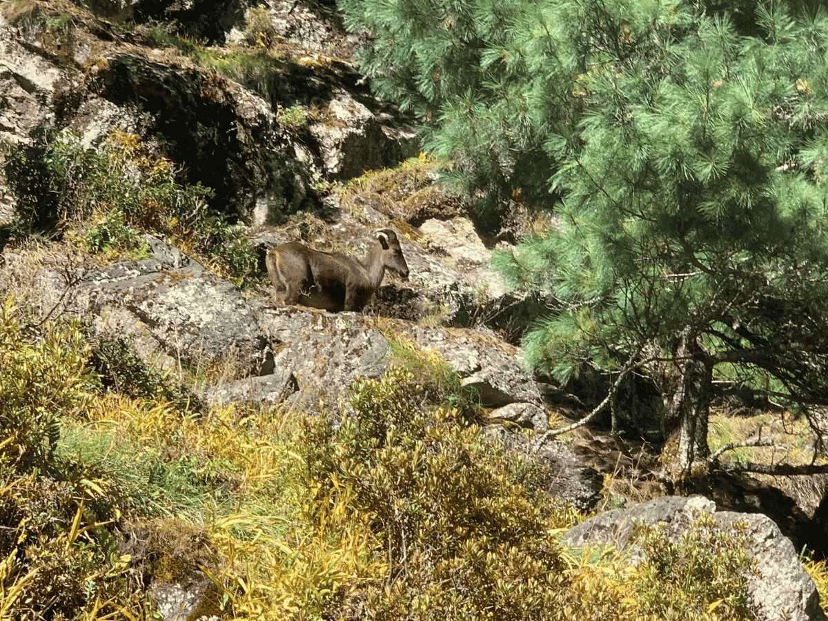 Mountain Goat