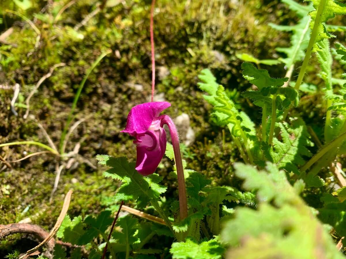 Flower in Langtang