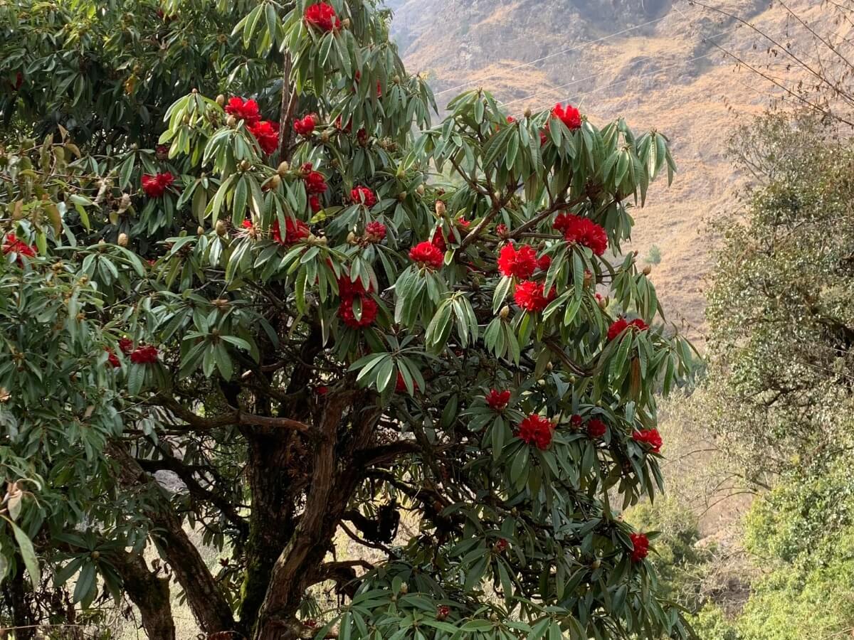 Langtang Region Trek
