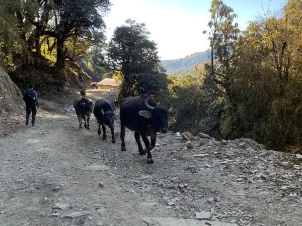  Horepani Poonhill Jeep Tour 05 1