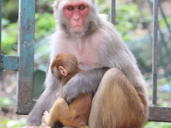 3 Days Chisapani Nagarkot Dhulikhel Trek