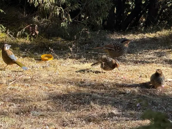 Birds Seen During Everest View Trek Mfn