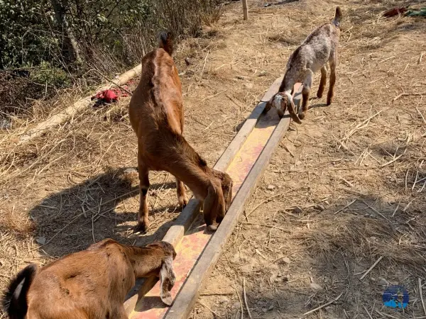 Chisapani Nagarkot Trek Nepal Mfn 7