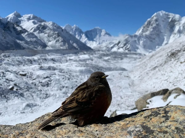 Everest Trekking With Heli Return Mountfacenepal