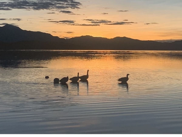 Golden Duck During Mt Kailash Yatra