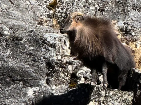 Himalayan Thar Seen During Everest View Trek