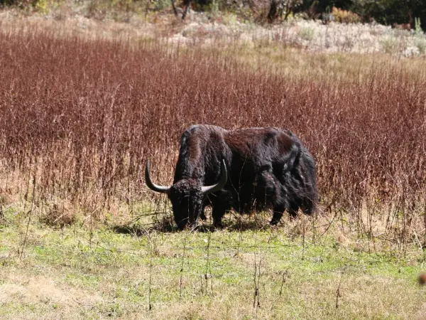 Langtang Gosaikunda With Sura Kunda Pass Trek In Nepal 3