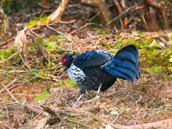 Langtang Gosaikunda With Sura Kunda Pass Trek In Nepal 5