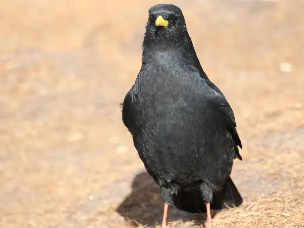 Langtang Gosaikunda With Sura Kunda Pass Trek In Nepal 7