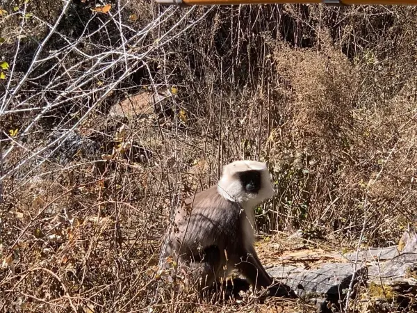 Langtang Panaroma Trek 8