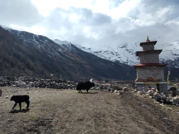 Larkey Pass Trekking Yak