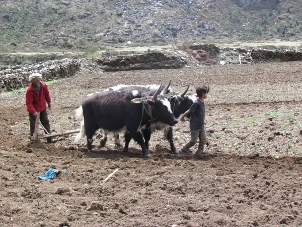 Manaslu Tsum Valley Trekking