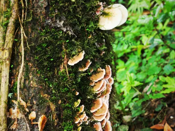 Mardi Treks Trail