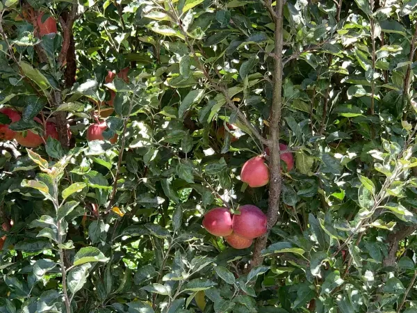 Muktinath Jeep Tour Mfn 7