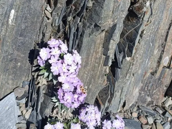 Nar Pho Valley Trekking Mfn 9