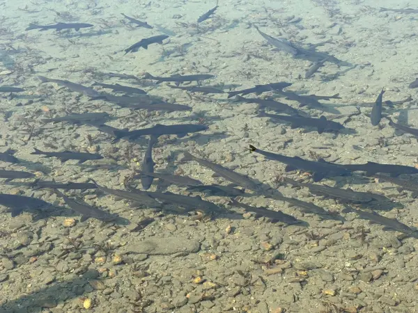 Rara Jeep Tour Package Mfn 3