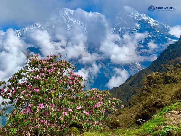 Rhododedrone Mardi Himal Trekking