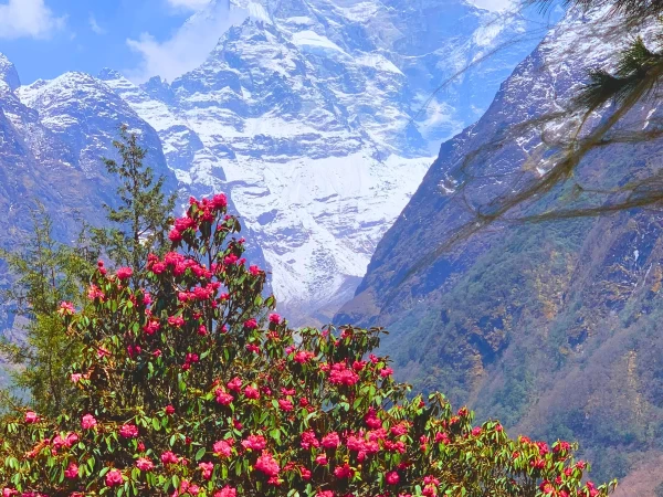 Rhododendrone Flower Seen During Mount Everst Base Camp Trek