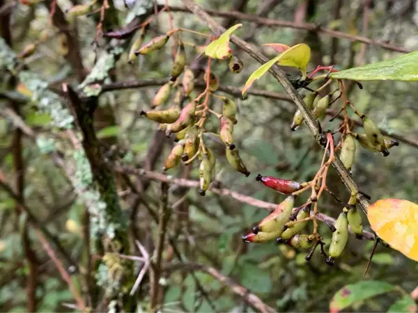 Short 3 Days Chisapani Nagarkot Dhulikhel Trekking