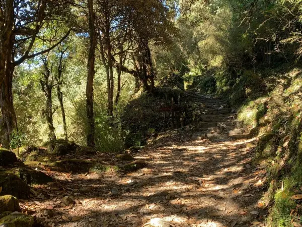 Trekking Trail During Ghorepani Trek