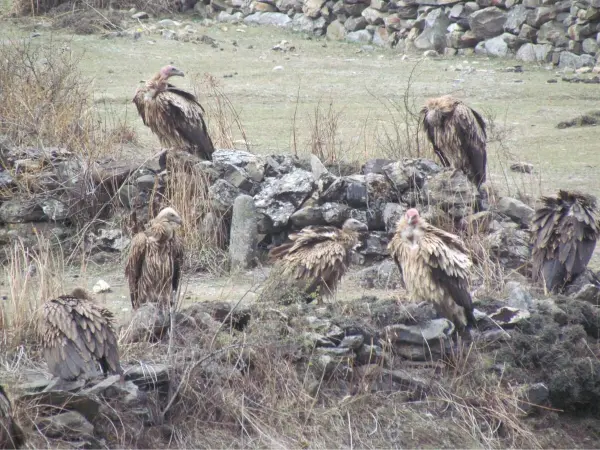 Vulutre Seen During Tsum Manaslu Trekking