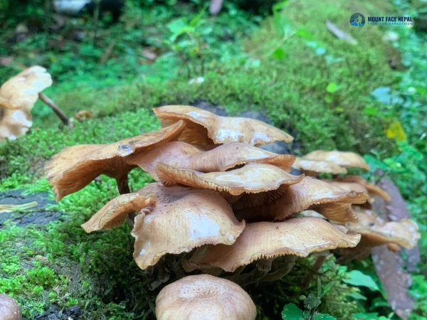 Wild Mushroom Mardi Himal Trekking