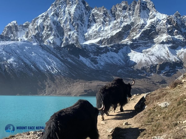 Yak Near Gokyo Lake
